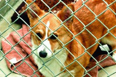 Abandoned corgis now safe at Shelter