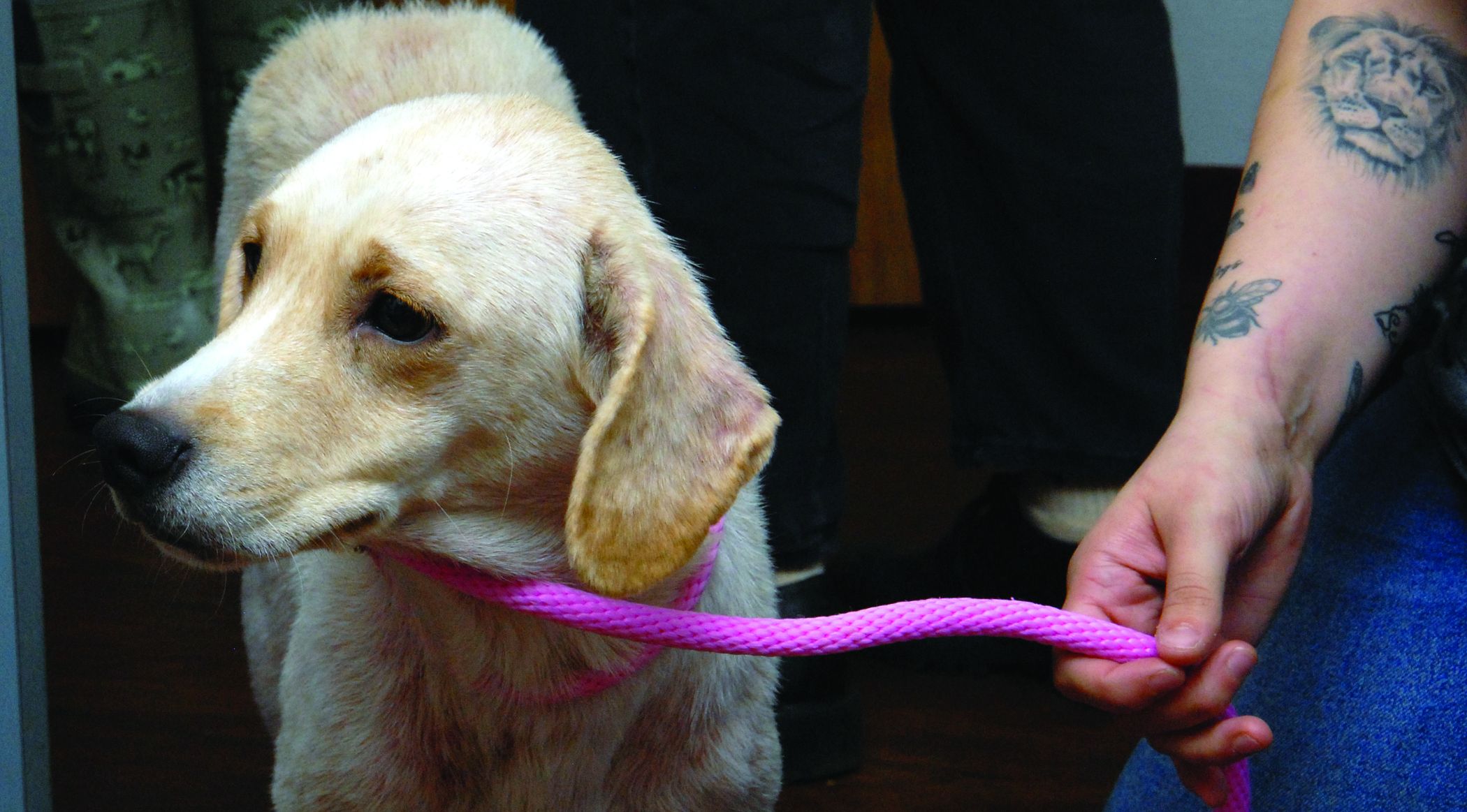 Rescue strains Shelter resources, staff