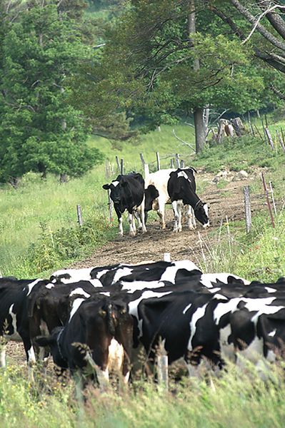 New focus for Dairy Day