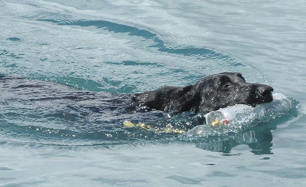 AKC Retriever Club jumpstarted in Carlisle