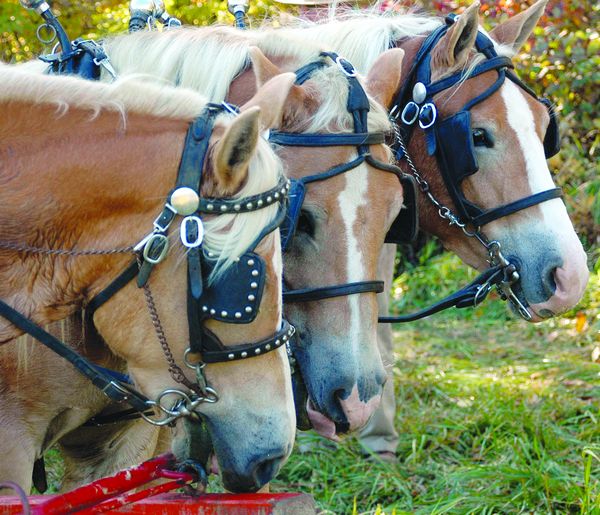 Draft horses harvest the season