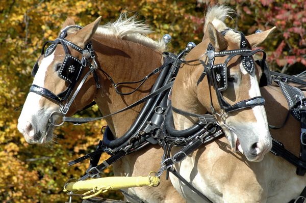 Horses, harvest herald fall