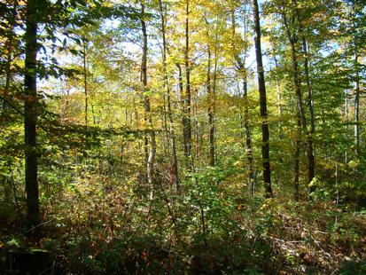 Lake Ontario/Tug Hill land for sale in New York Lake Ontario/Tug Hill land for sale in New York