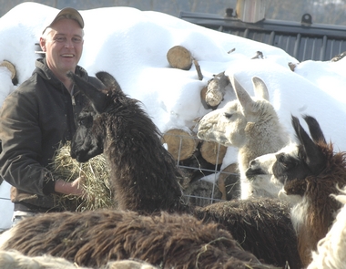 Llamas get a 3rd chance in Middleburgh