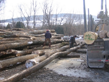 Logging a windfall for Town of Cobleskill