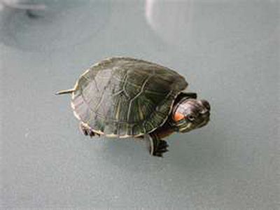 Health Department: Fair turtles a danger