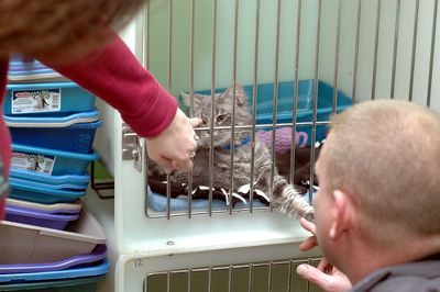 99 seized, surrendered cats crowd Shelter